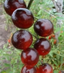 . Blue Ambrosia (Синяя Амброзия)