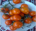 . Blue Ambrosia (Синяя Амброзия)