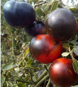 Семена сорта томата Голубая прелесть (Blue Beauty) - Синие