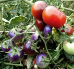 . Blue Pitts (Синий Питта)