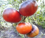 . Blue Tom (Синий Том) 