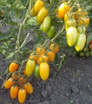 . Стыдливый Румянец (Blush) 