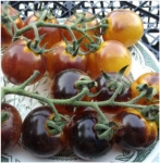 . Bosque Blue Bumblebee (Синий шмель Боске)