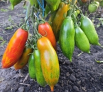 . Boxer Rebellion (Боксерское восстание)