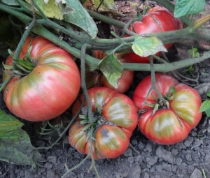 Семена томата сорта Boy-Boy TM - Гиганты розовые 