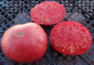 Семена томата сорта Brandywine Cowlick’s - Гиганты розовые