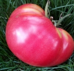 . Brandywine From Croatia (Брэндивайн из Хорватии)