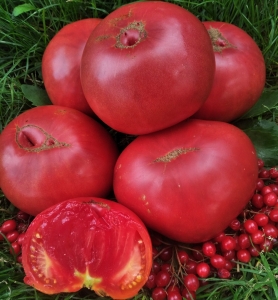 Семена томата сорта Brandywine Purple (Брэндивайн пурпурный) - Гиганты розовые