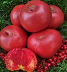 . Brandywine Purple (Брэндивайн пурпурный)