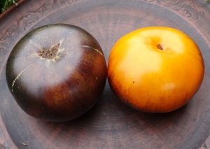 Семена томата сорта Buzau (Бузэу) - Синие