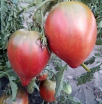 . Cherokee Purple Heart (Пурпурное сердце Чероки)