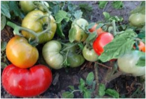 Семена сорта томата Camal Red (Кэмэл Рэд, Верблюд красный) - Карликовые и штамбовые сорта