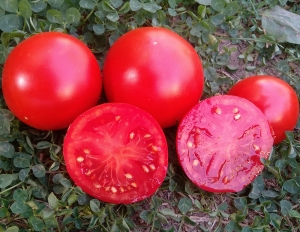 Семена томата сорта Canabec Super - низкорослые кустовые