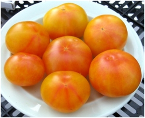 Семена томата сорта Candy Stripe (Леденец Полосатый) - Высокорослые округлые и плоско-округлые