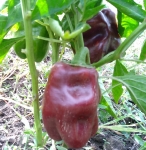 . Перец Chocolate Beauty