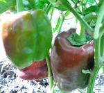 . Перец Chocolate Beauty