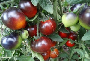 Семена томата сорта Clakamas Blueberry (Клакамас черника) - Синие