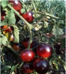 . Clakamas Blueberry (Клакамас черника) 