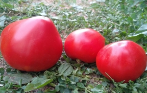 Семена томата сорта Coeur de Boeuf red (Сердце быка красное) - Гиганты сердцевидные