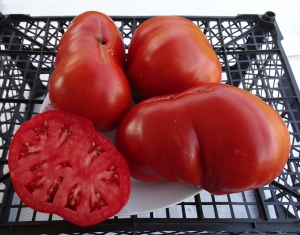 Семена сорта томата Сердце буйвола (Corazon de buey) - Грушевидные гиганты красные