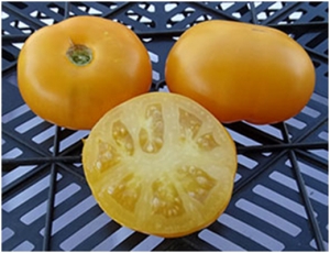 Семена томата сорта Couilles de Taureau Jaune - Среднерослые