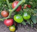 . Cuore Antici di Ravenna (Старинное сердце Равенны)