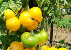 Семена томата сорта Delta Diver yellow (Дельта Дивер желтый) - Полосатые томаты