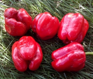 Семена перца сорта Dolma Kandil 