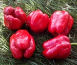 . Перец Dolma Kandil 