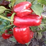 . Перец Dolma Kandil 