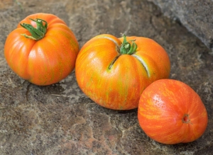 Семена томата сорта Dwarf Beauty King (Гном Прекрасный король) - Гномы