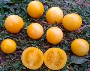 Семена томата сорта Dwarf Desert Star (Гном Пустынная Звезда) - Гномы