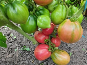 Семена томата сорта Dwarf Electric Pink (Гном Электрик Пинк) - Гномы