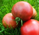 . Dwarf Hazy’s Dream (Гном Мечта Хейзи)