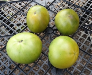 Семена томата сорта Dwarf Jade Beauty (Гном Джейд Бьюти, Гном Нефритовая Красота) - Гномы