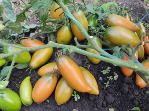 Семена томата сорта Dwarf Laura’s Bounty (Гном Щедрость Лауры) - Гномы