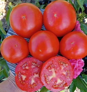 Семена сорта томата Dwarf Lucky Leprechaun (Гном счастливый леприкон) - Гномы