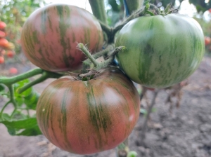 Семена томата сорта Dwarf Metallica (Гном Металлика) - Гномы