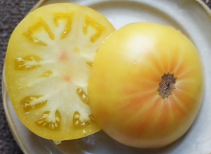 Семена сорта томата Гном Мистер Сноу (Dwarf Mr. Snow) - Среднерослые, Гномы