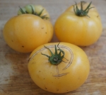 . Dwarf Orange Cream (Гном Оранжевый Крем)