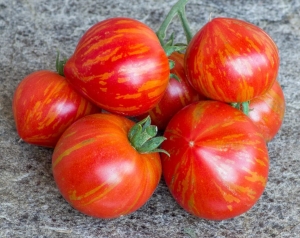 Семена сорта томата Dwarf Painted Lady (Гном Разрисованная Леди) - Гномы