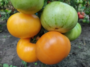 Семена томата сорта Dwarf Perfect Harmony (Гном Идеальная Гармония) - Гномы