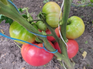 Семена томата сорта Dwarf Pink Livija (Гном Розовая Ливия) - Гномы