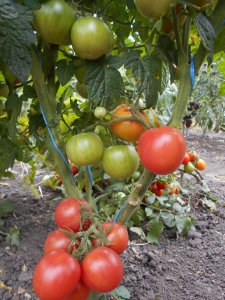 Семена сорта томата Dwarf Pink Opal (Гном Розовый Опал) - Гномы