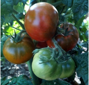 Семена томата сорта Pite Viper (Гном Пит Вайпер) - Гномы