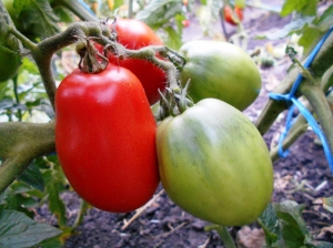 Семена сорта томата Dwarf Sneaky Sauce (Гном Снеки соус) - Гномы