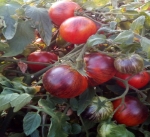 . Dwarf Striped Balcan Tiger (Гном Полосатый Балканский Тигр) 