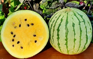 Семена арбуза сорта Early moonbeam (Ранний лунный луч)