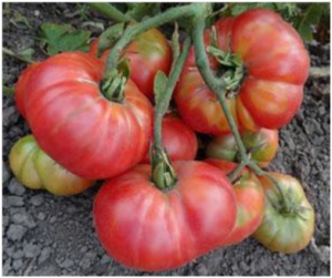Семена томата сорта El-Amar (Эль-Амар) - Гиганты розовые