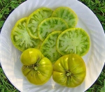 . Evergreen (Вечнозелёный)